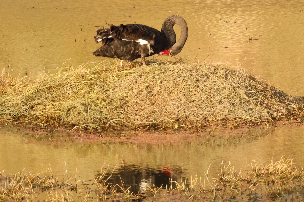Cygne noir - ML642038391