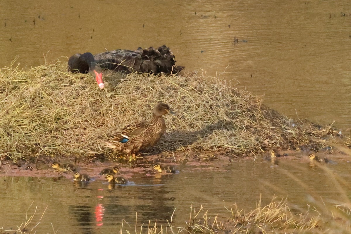 Canard colvert - ML642038403