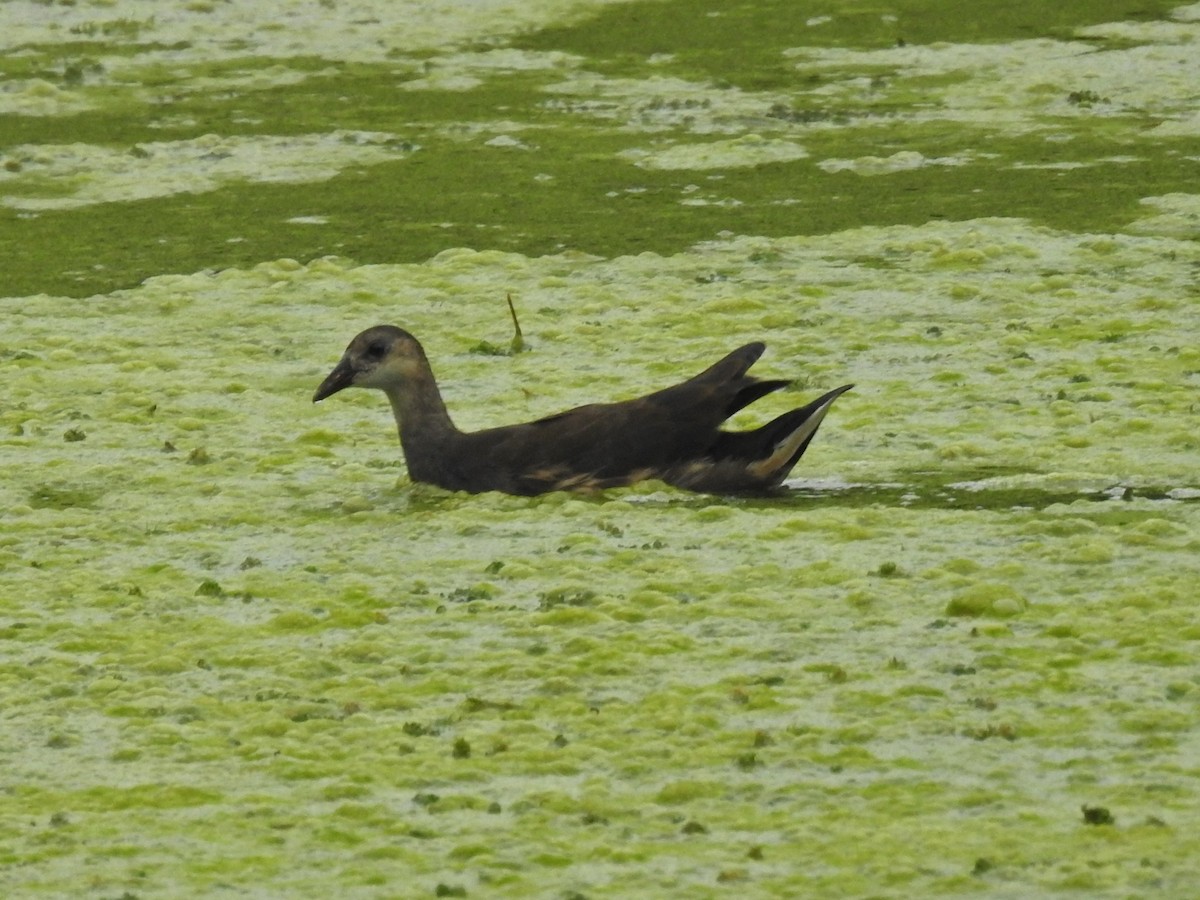 Gallinule poule-d'eau - ML642038414