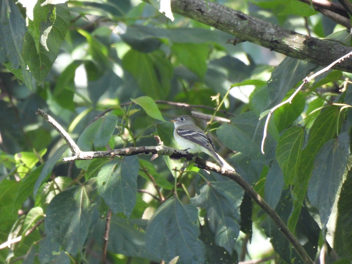 Least Flycatcher - ML642038421