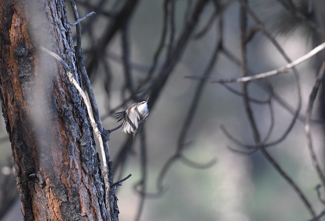 Brown Creeper - ML642038436