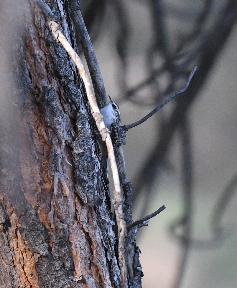 Brown Creeper - ML642038437