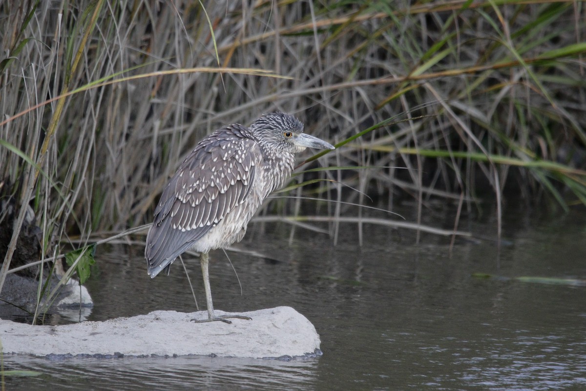 Yellow-crowned Night Heron - ML642038449