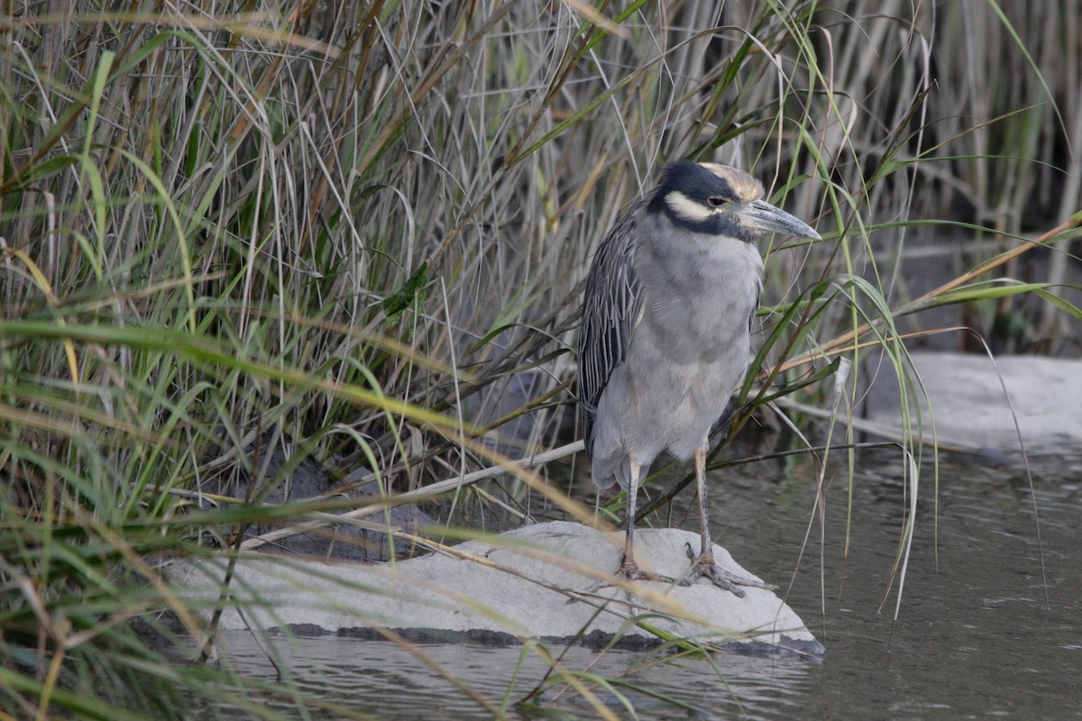 Yellow-crowned Night Heron - ML642038450