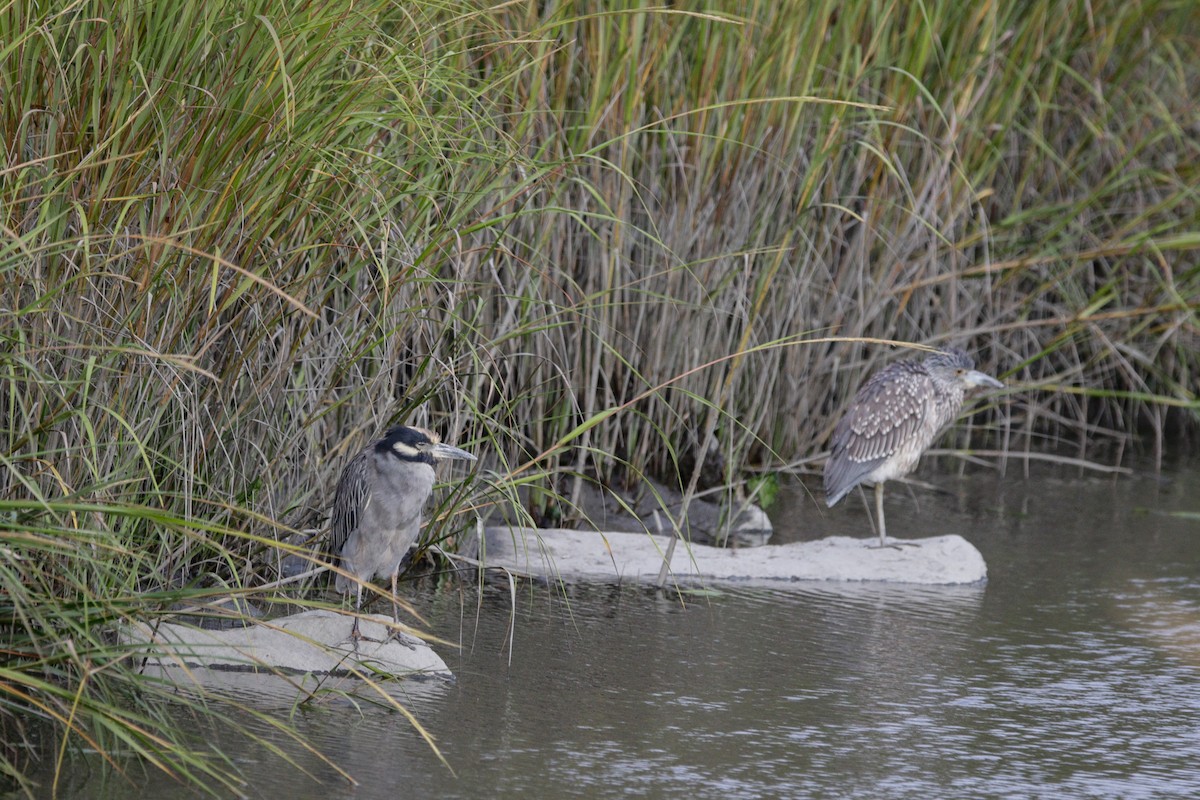 Yellow-crowned Night Heron - ML642038451