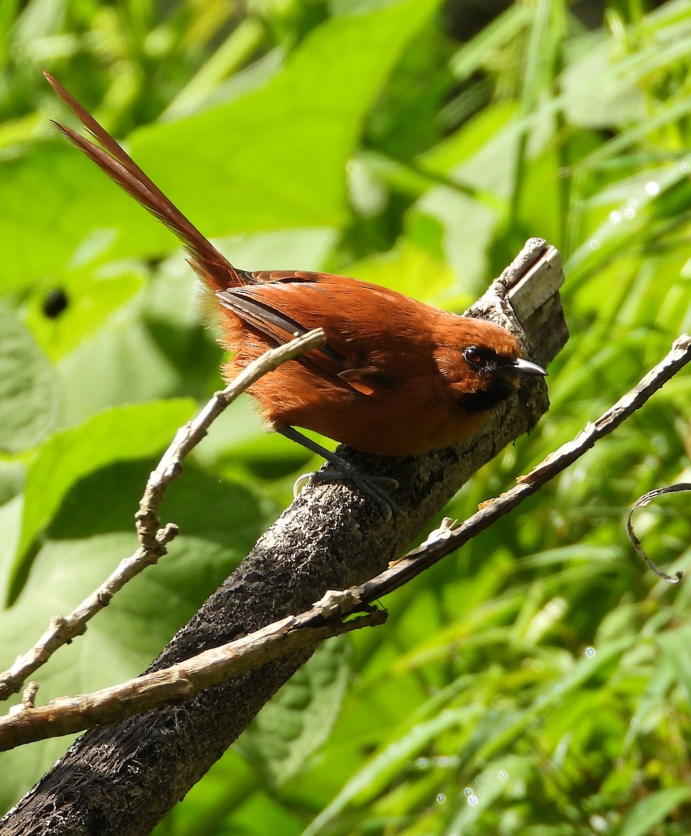 Black-throated Spinetail - ML642038469
