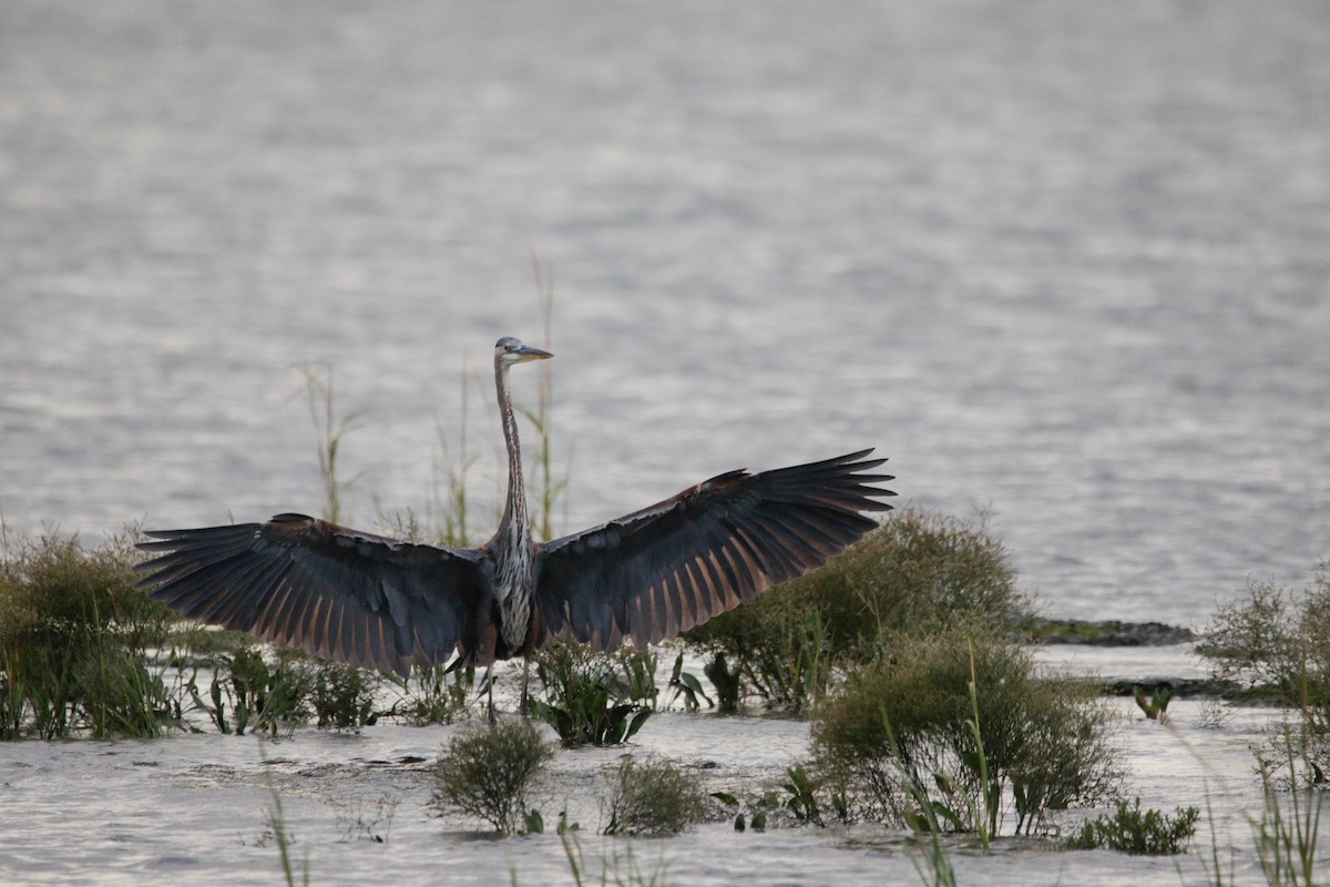 Great Blue Heron - ML642038473