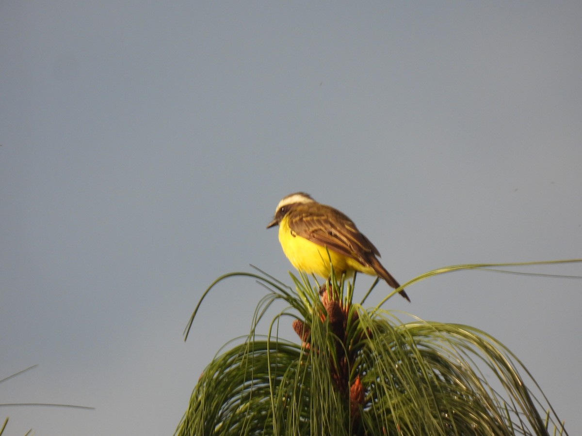 Social Flycatcher - ML642038476