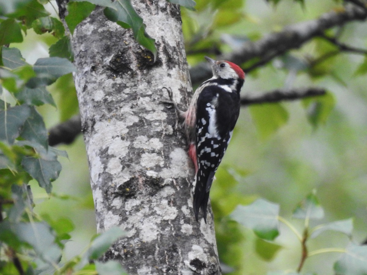 Middle Spotted Woodpecker - ML642038484