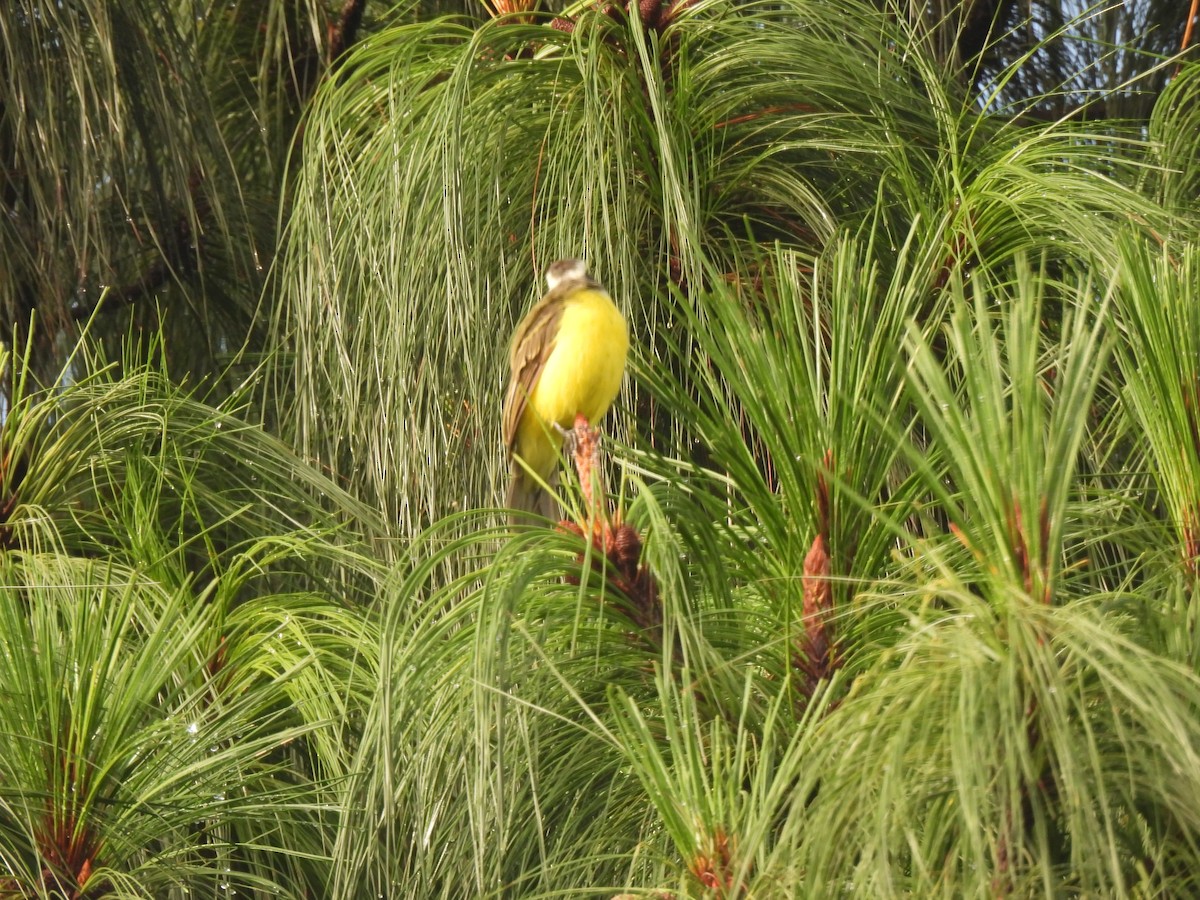 Social Flycatcher - ML642038488