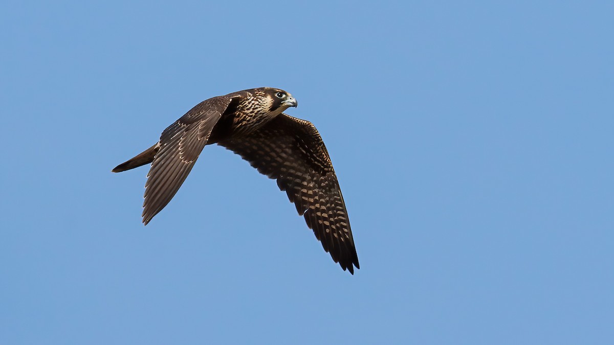 Peregrine Falcon - ML642038490