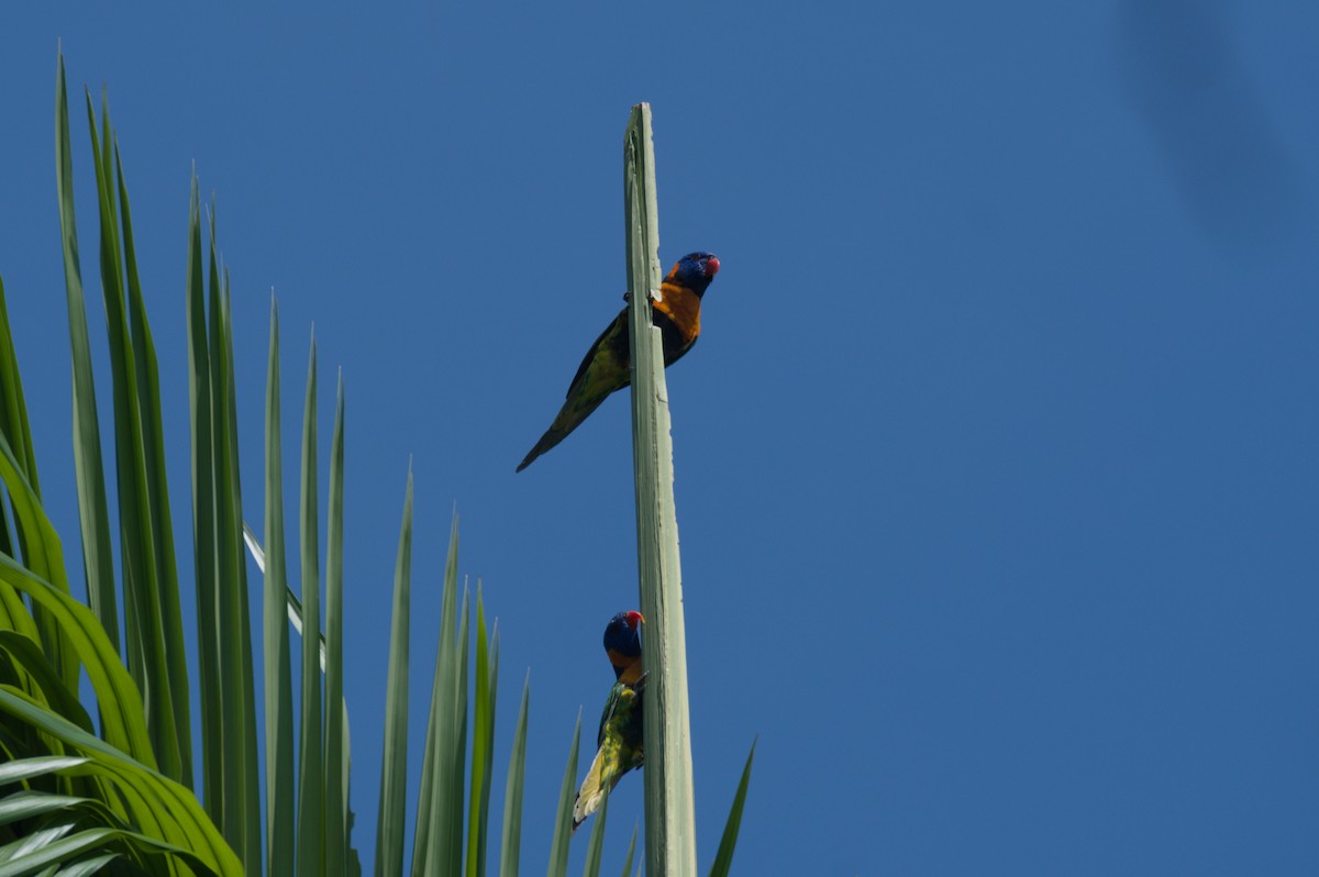 Red-collared Lorikeet - ML642038492
