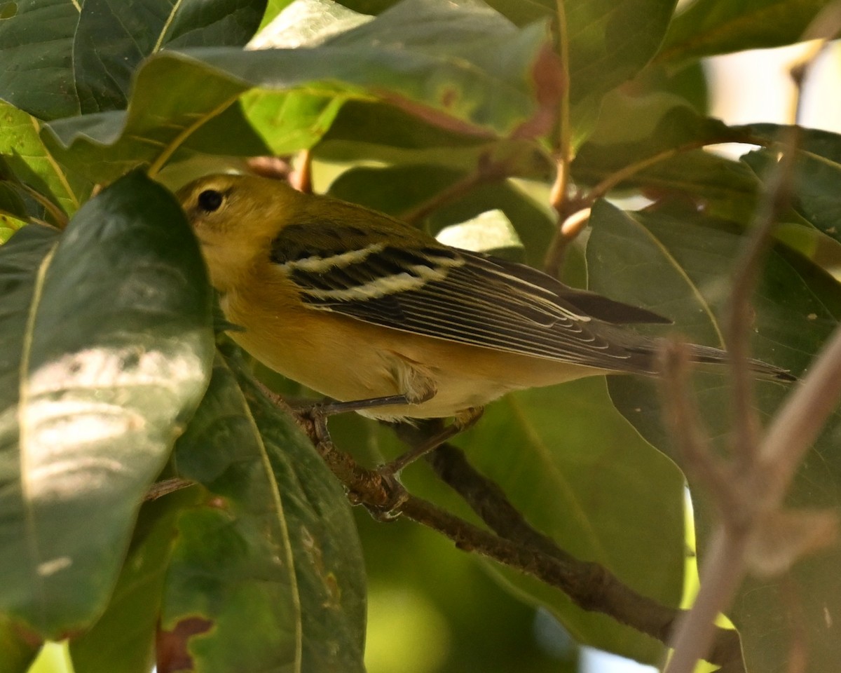kastanjeparula - ML642038510