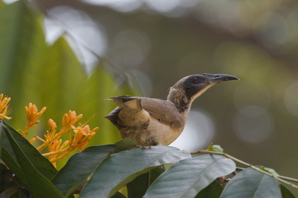 Helmeted Friarbird - ML642038525