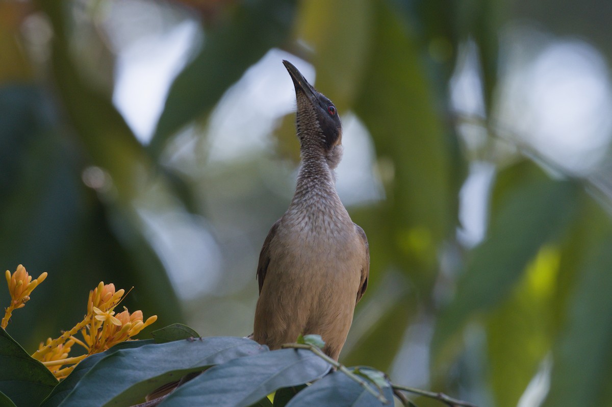 Helmeted Friarbird - ML642038527