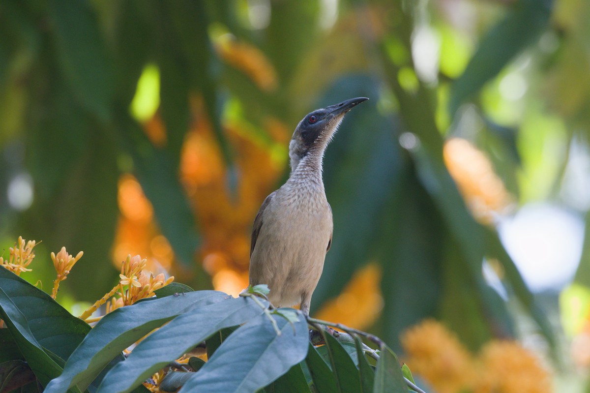 Helmeted Friarbird - ML642038528