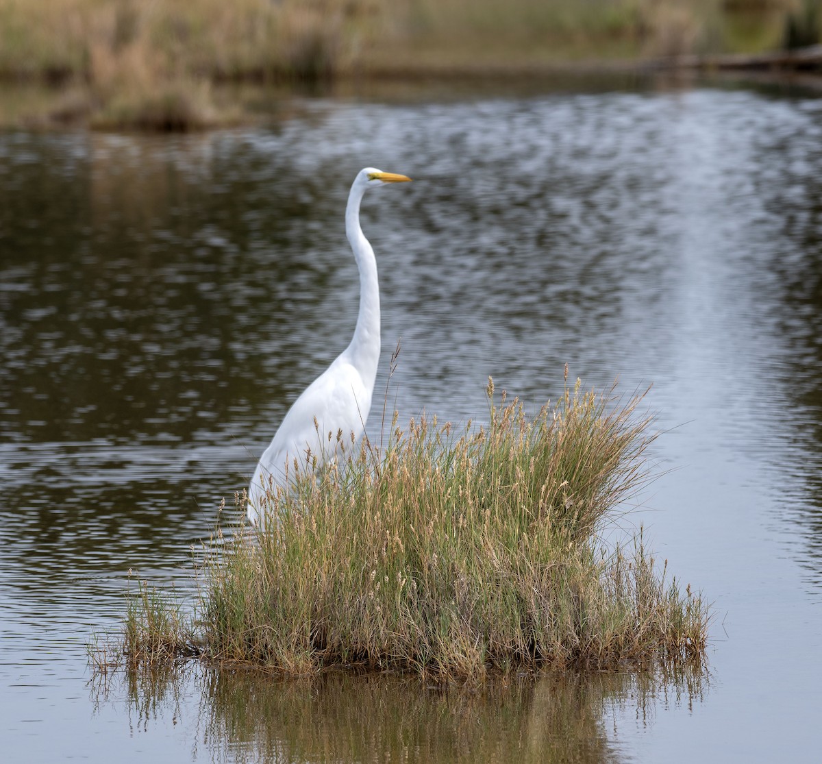 egretthegre (egretta) - ML642038529