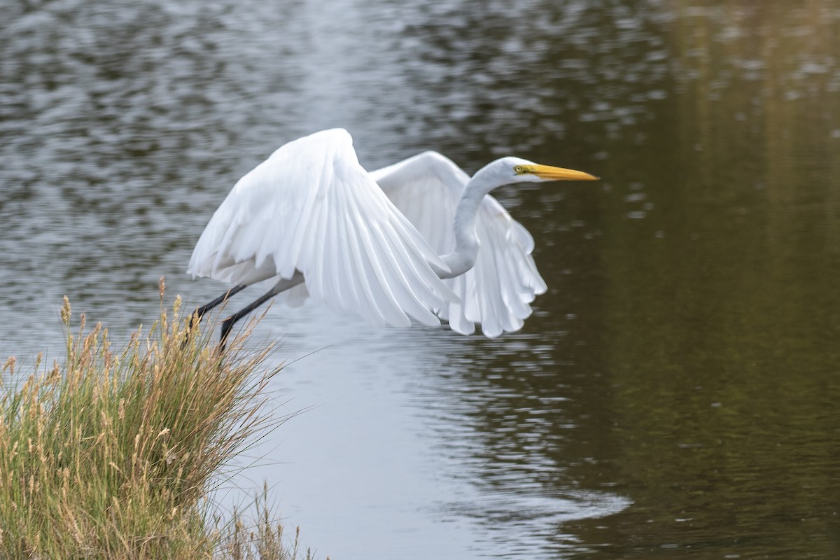 egretthegre (egretta) - ML642038530