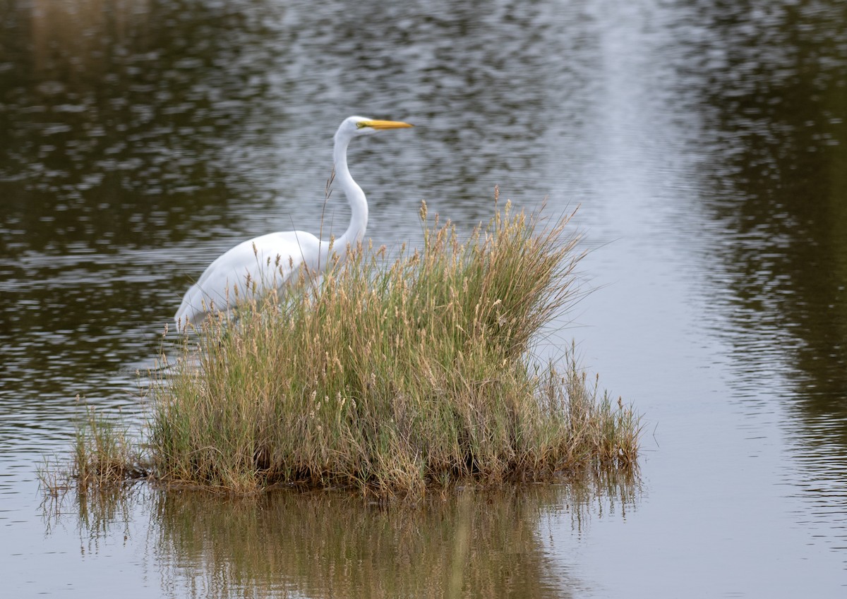 egretthegre (egretta) - ML642038531