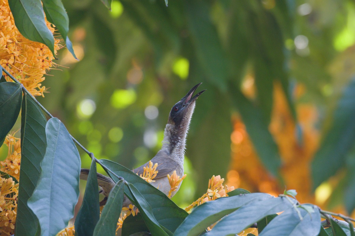 Helmeted Friarbird - ML642038532