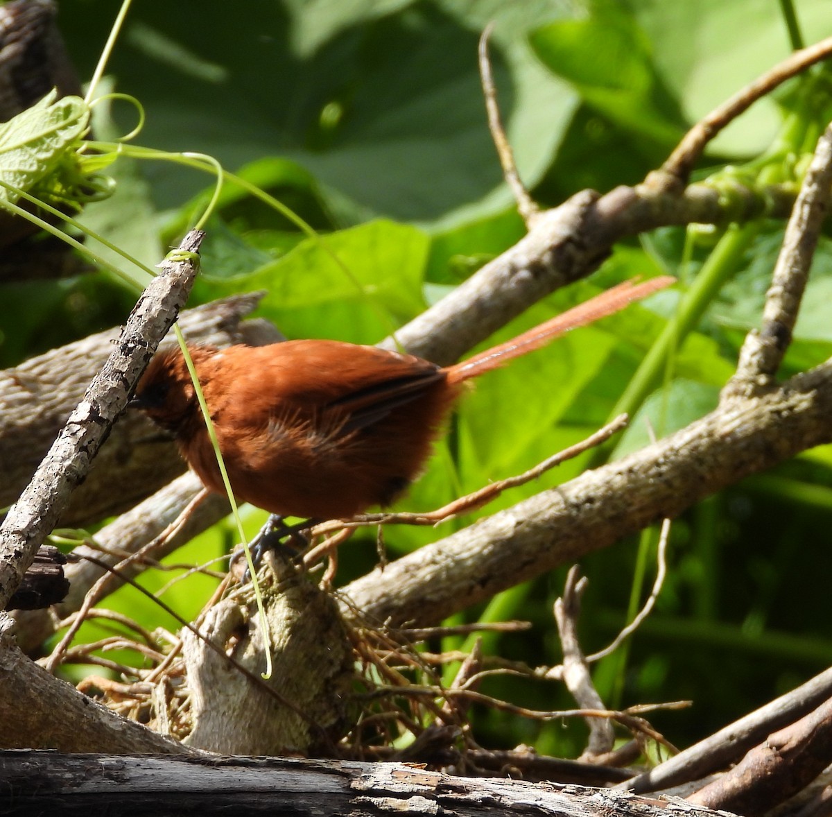 Black-throated Spinetail - ML642038551