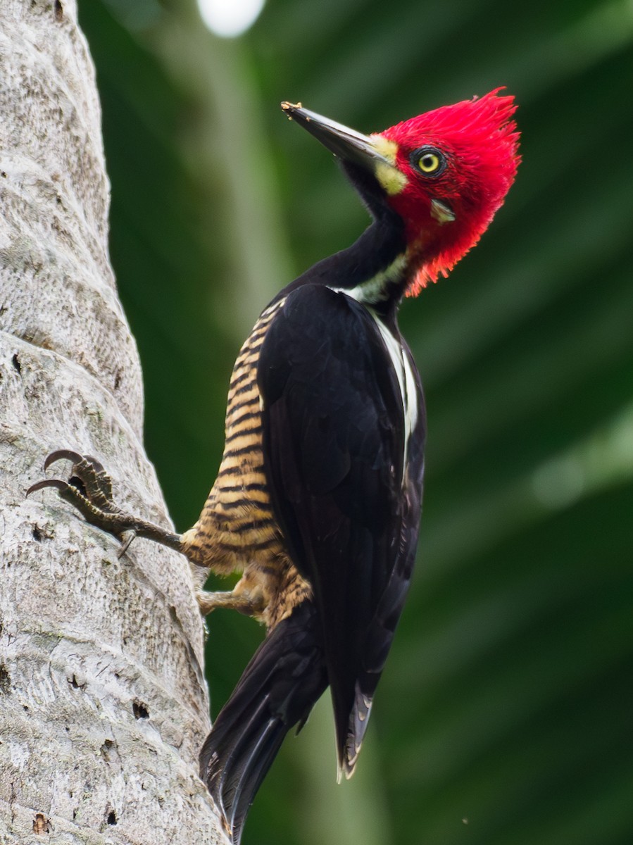 Crimson-crested Woodpecker - ML642038555