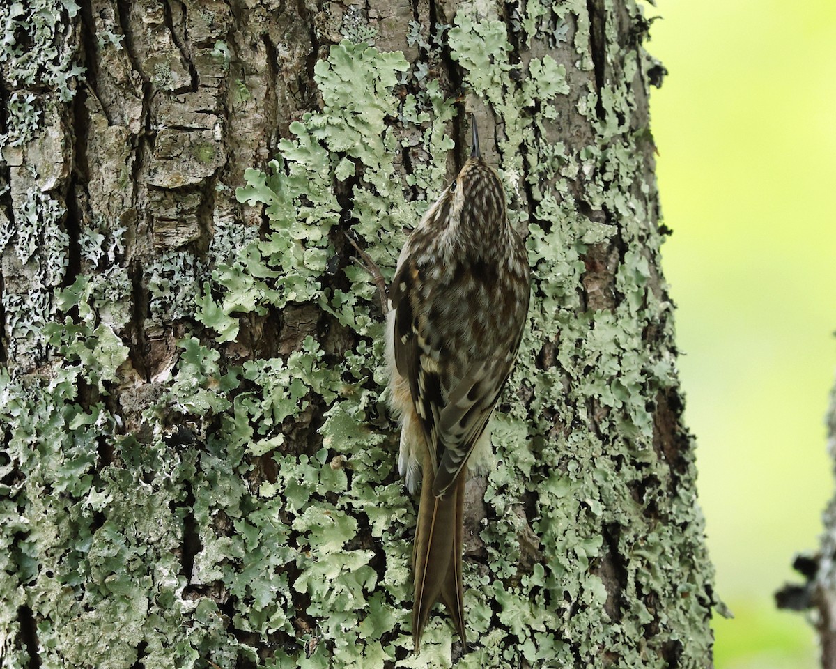 Brown Creeper - ML642038556
