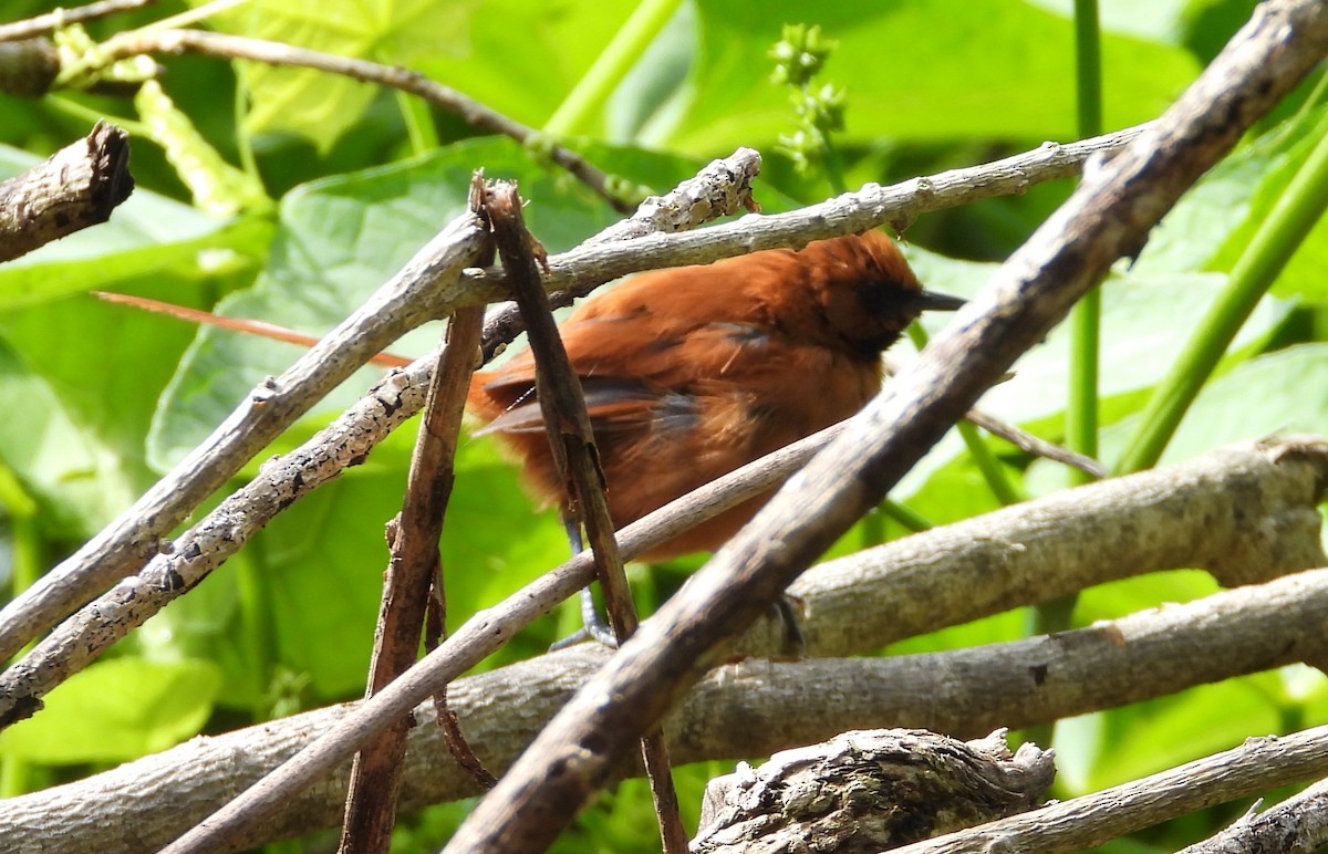 Black-throated Spinetail - ML642038563