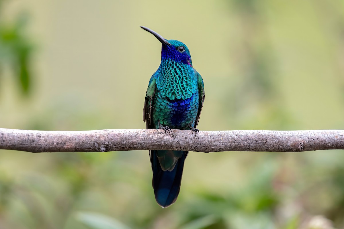 fiolørekolibri - ML642038564