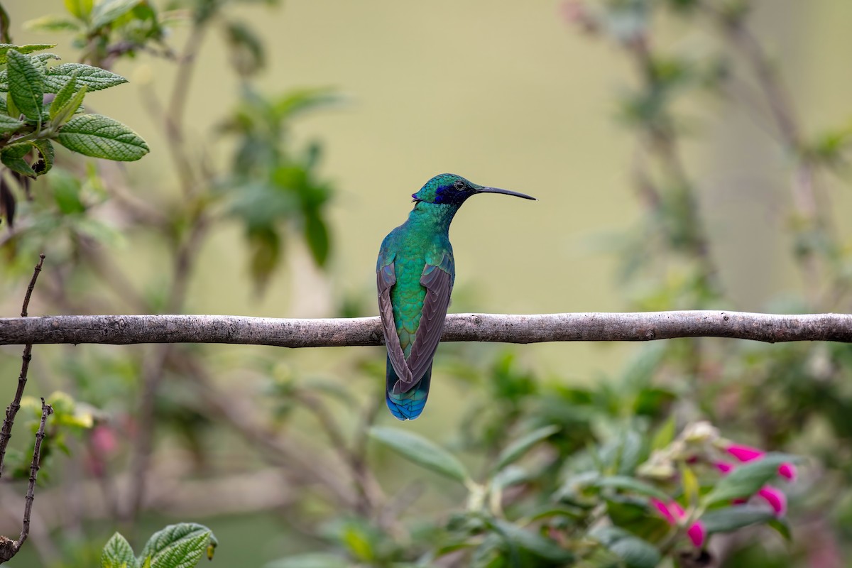 fiolørekolibri - ML642038566