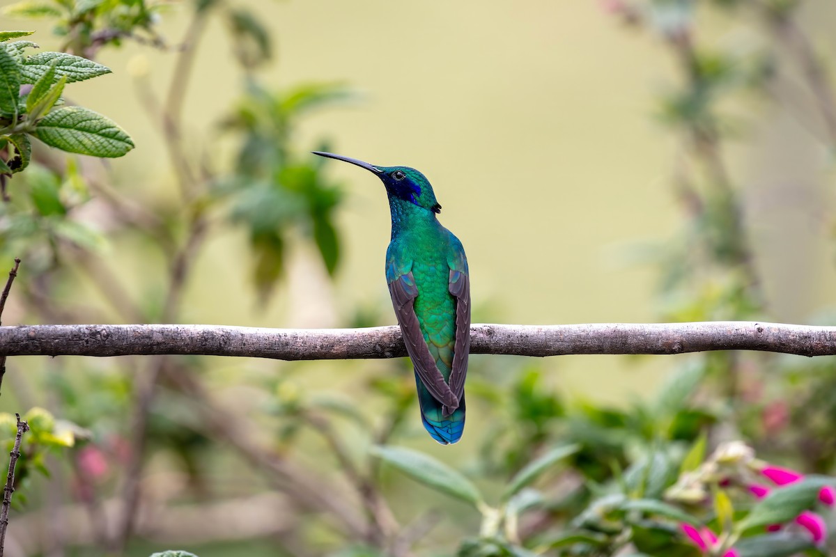 fiolørekolibri - ML642038567