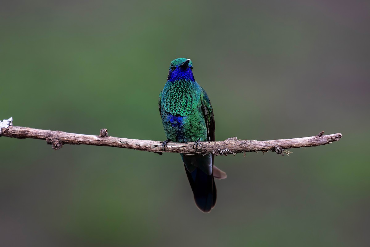 fiolørekolibri - ML642038568
