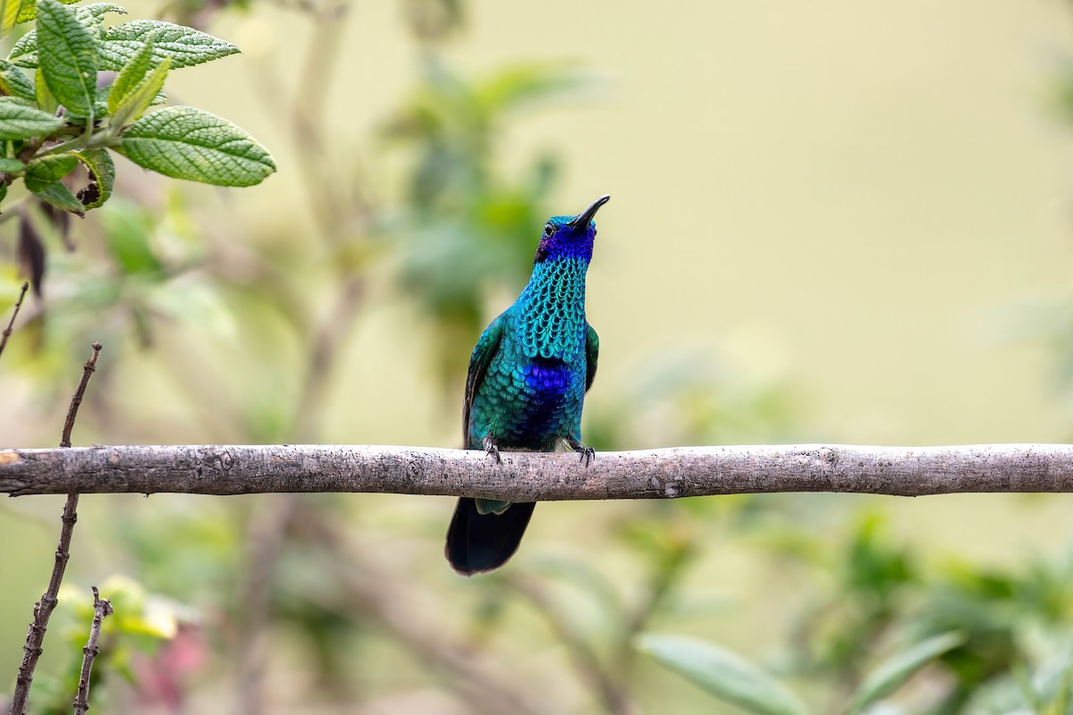 fiolørekolibri - ML642038569