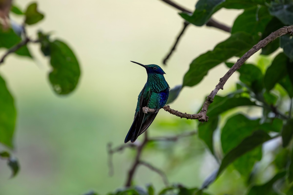 fiolørekolibri - ML642038570