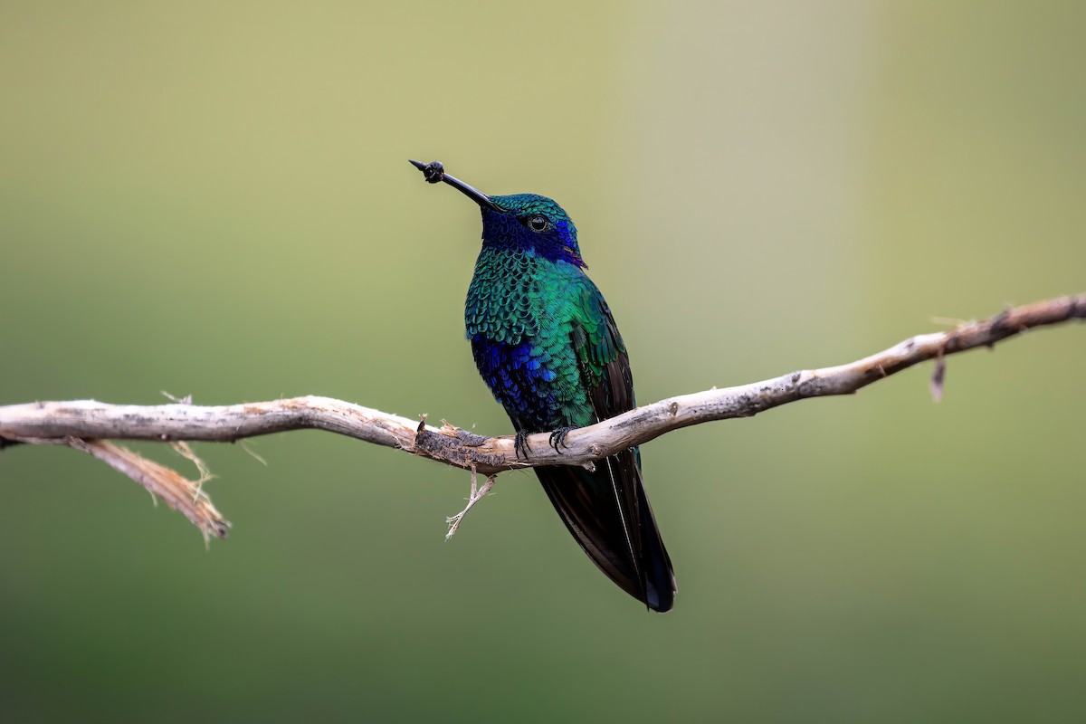 Sparkling Violetear - ML642038571