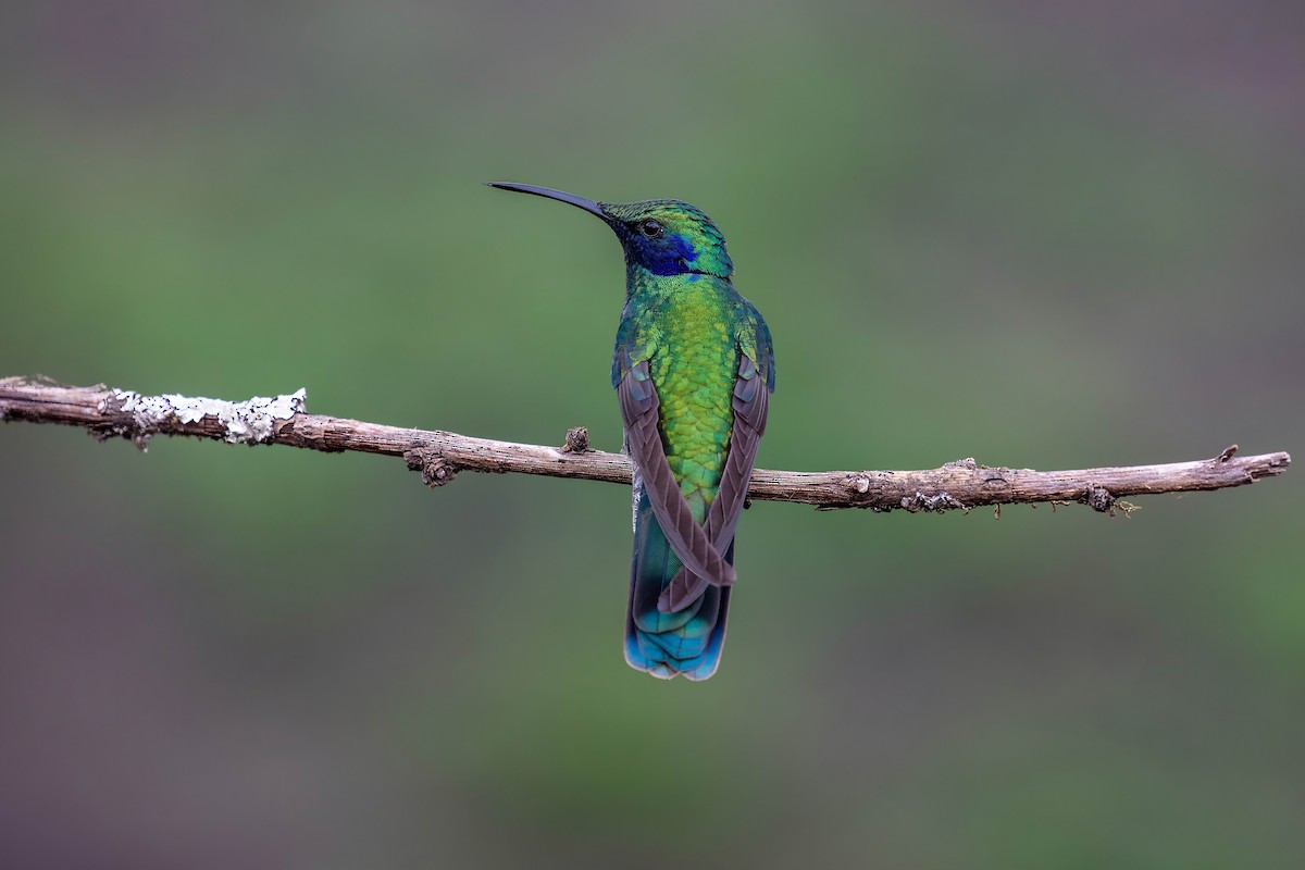 fiolørekolibri - ML642038572