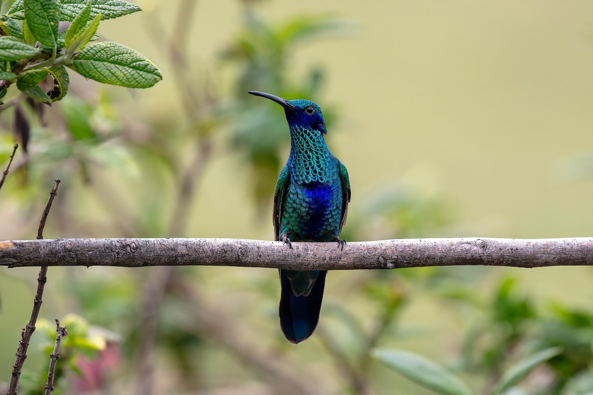 Sparkling Violetear - ML642038573