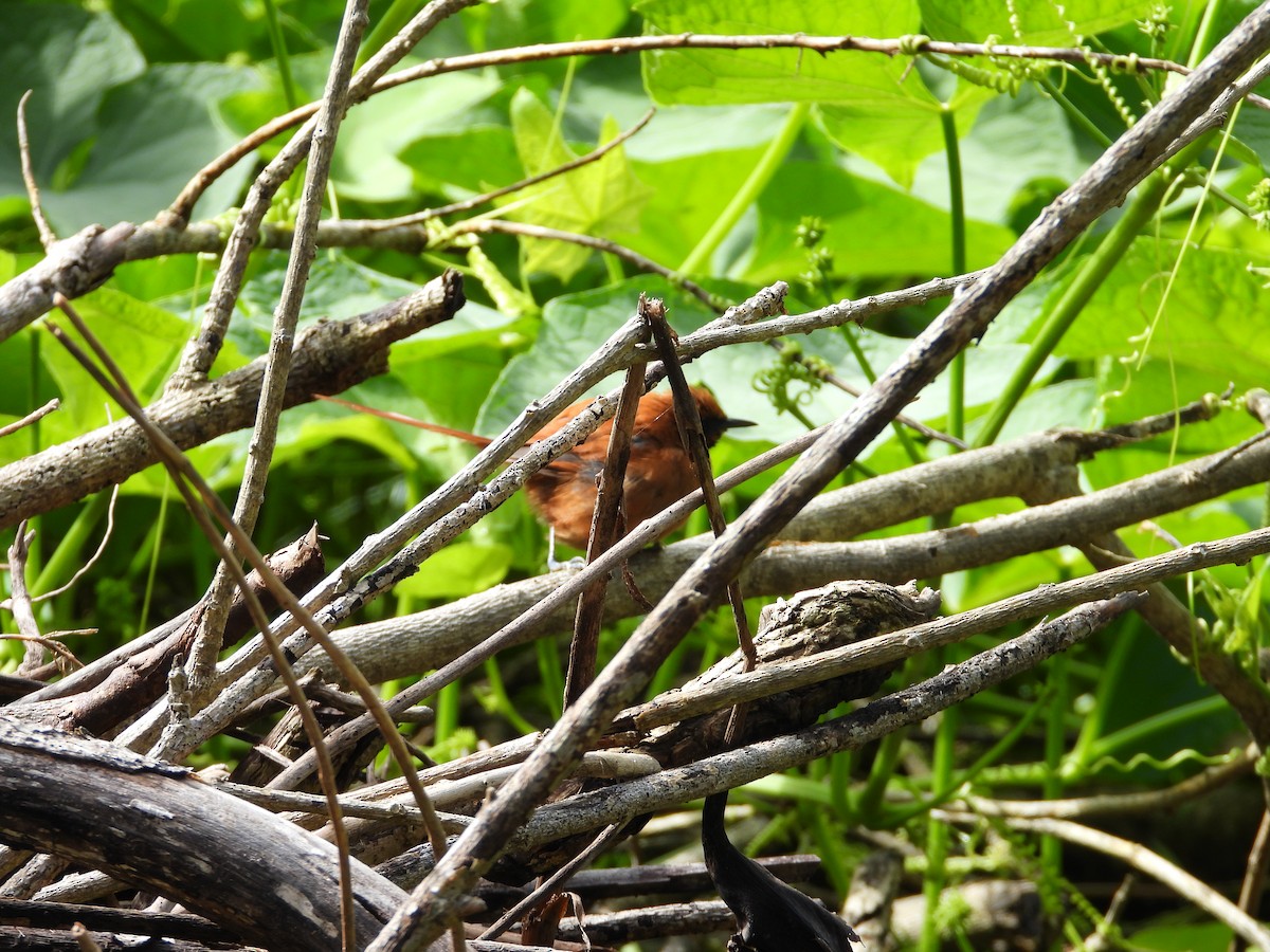 Black-throated Spinetail - ML642038574