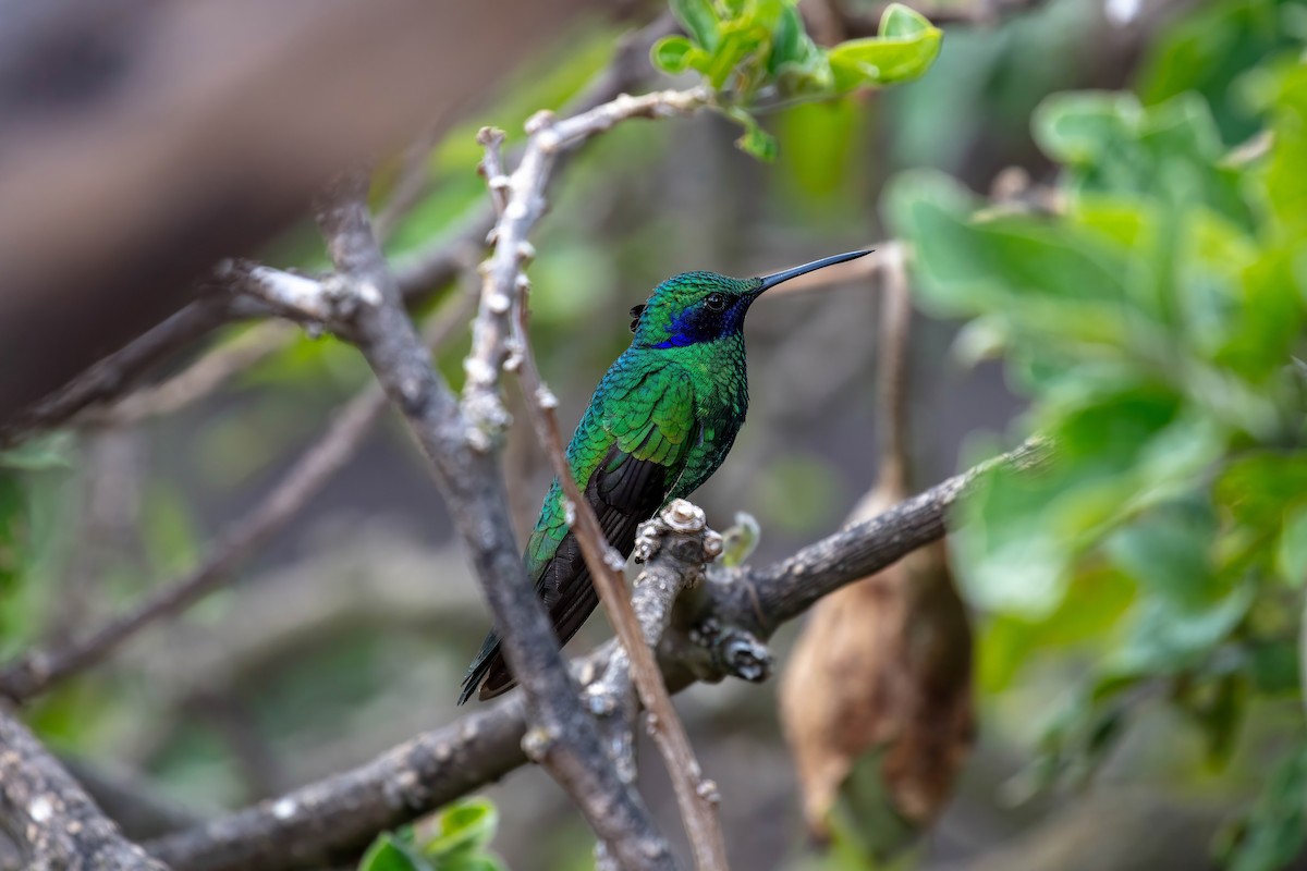 Sparkling Violetear - ML642038576