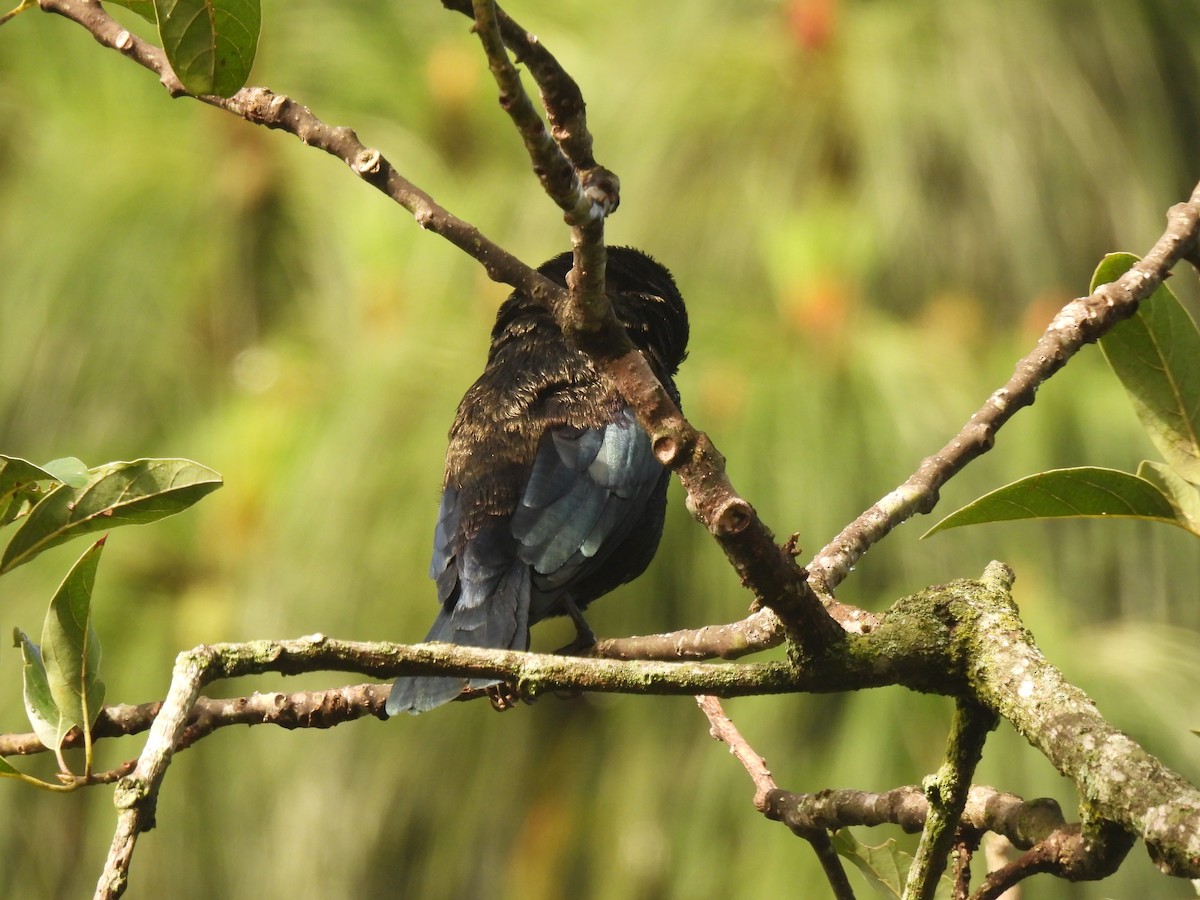 Bronzed Cowbird - ML642038579