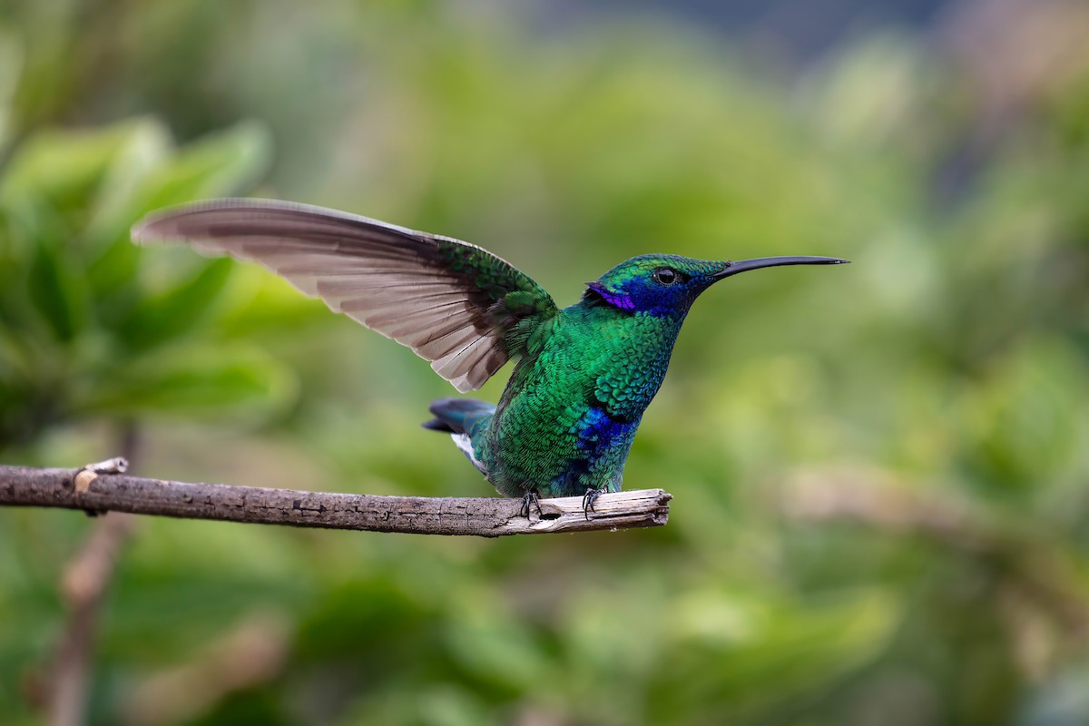 fiolørekolibri - ML642038580