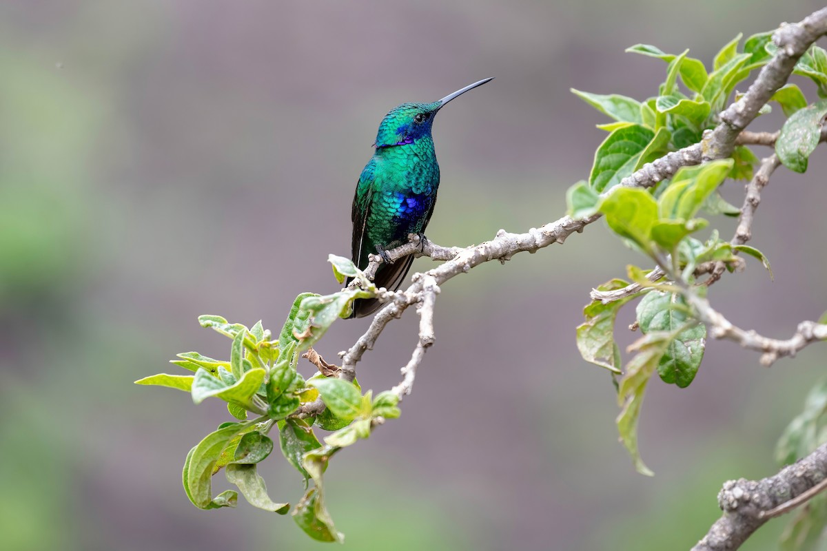 fiolørekolibri - ML642038582