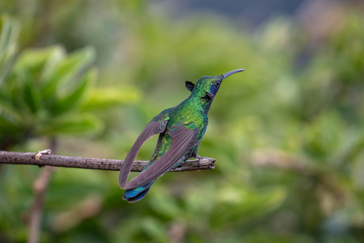 fiolørekolibri - ML642038583