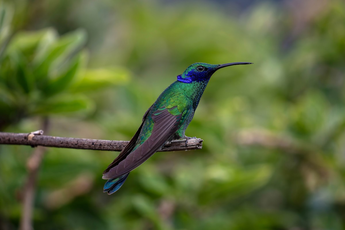 fiolørekolibri - ML642038584