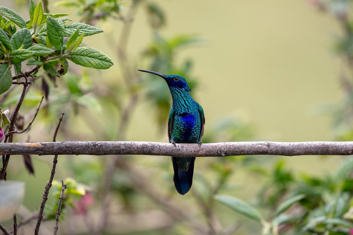 fiolørekolibri - ML642038585