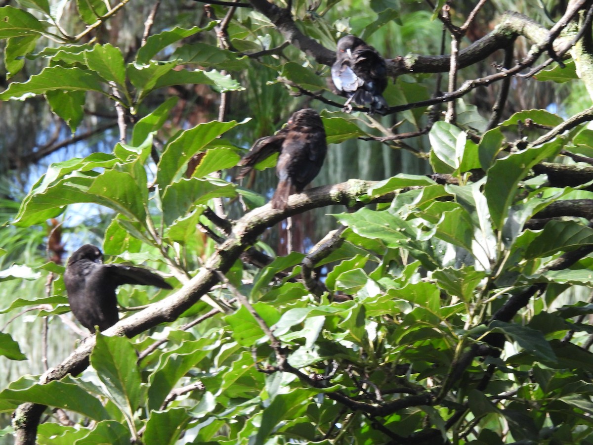 Bronzed Cowbird - ML642038588