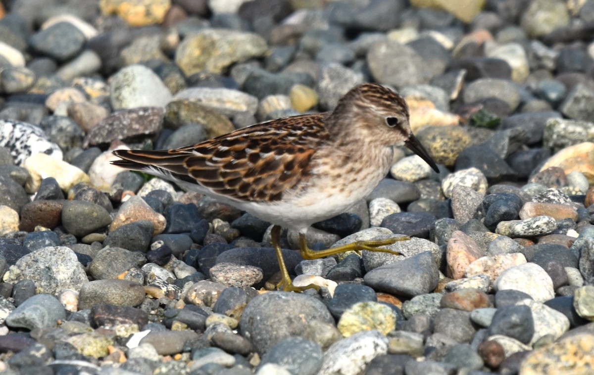 Least Sandpiper - ML642038593