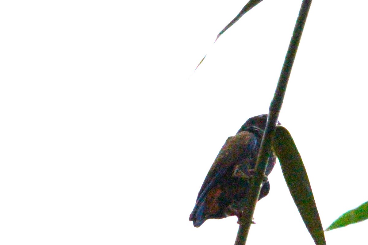 Bronze-winged Parrot - ML642038595