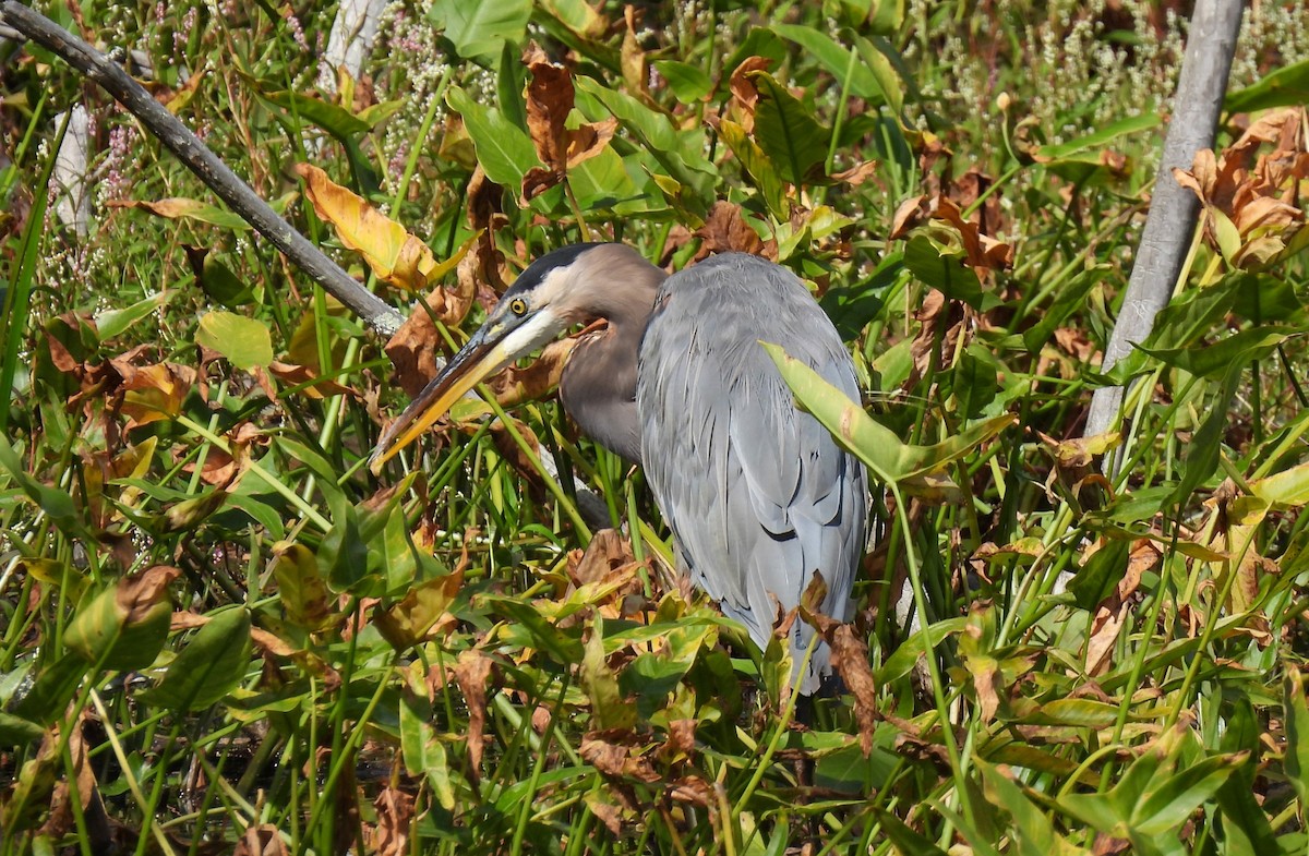 Great Blue Heron - ML642038615