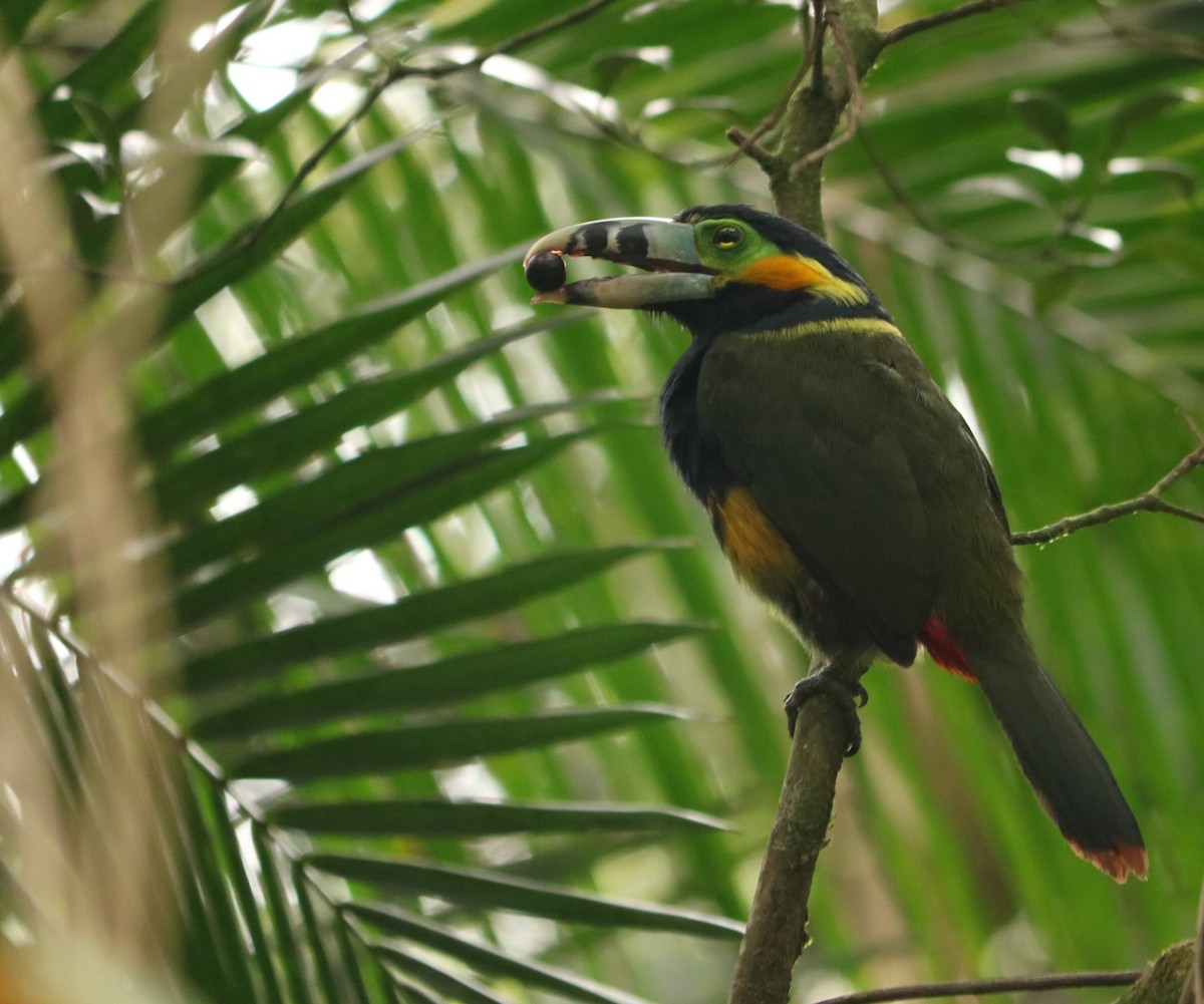 Spot-billed Toucanet - ML642038619